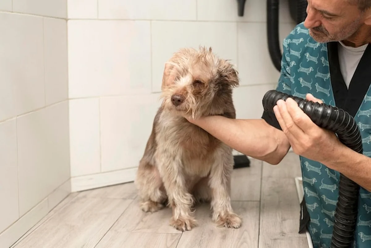 Mężczyzna suszy psa u groomera