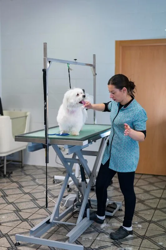 Pies grooming w salonie