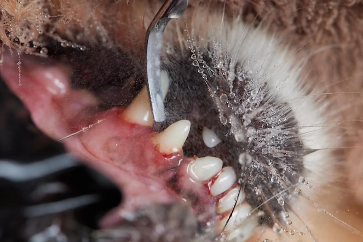 Pudel pod znieczuleniem podczas czyszczenia zębów