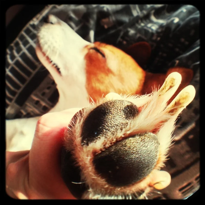 Pielęgnacja łap psa – jak dbać o psie łapy?