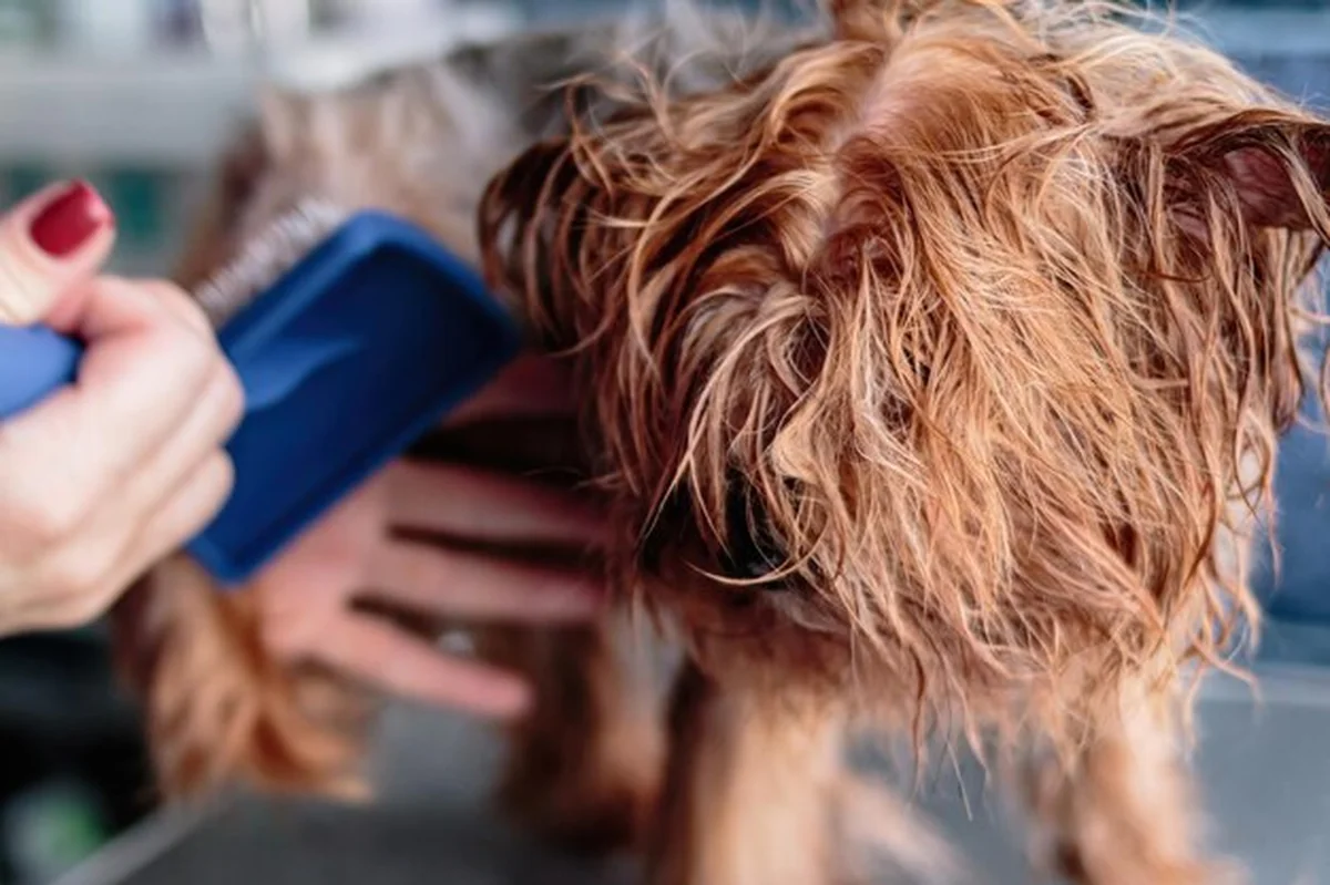 Yorkshire terrier podczas mycia i pielęgnacji w domu