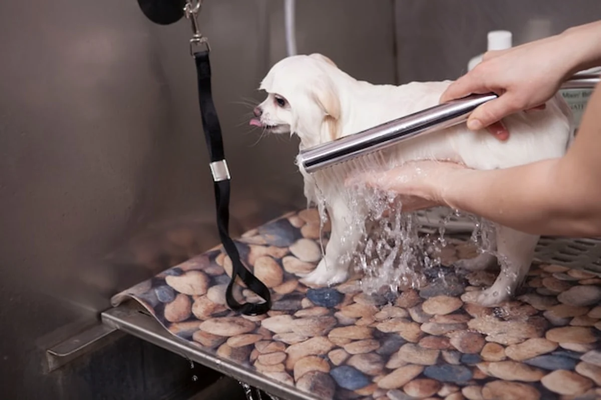 Mały pies w samoopłacalnym salonie pielęgnacyjnym