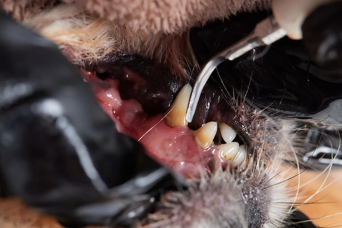 Czyszczenie zębów 9-letniego pudla pod znieczuleniem skalera ultradźwiękowego