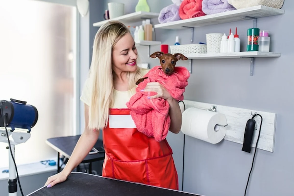 Pinczer miniaturowy w salonie fryzjerskim po kąpieli