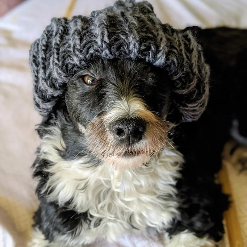 Psy nie gubiące sierści – poznaj 10 ras idealnych dla alergików