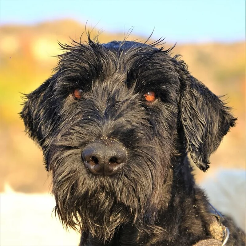 Psy szorstkowłose – pielęgnacja i charakterystyka rasy