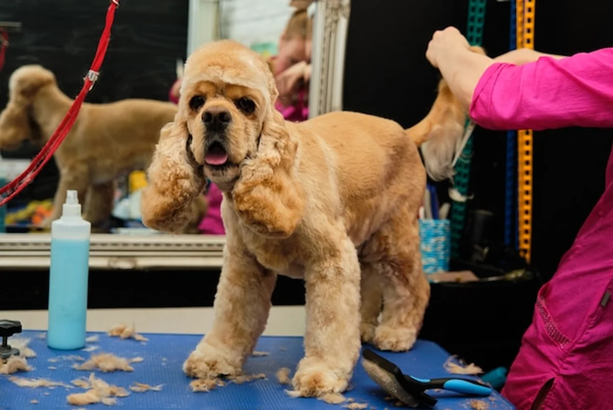 Strzyżenie cocker spaniela amerykańskiego na stole w salonie fryzjerskim