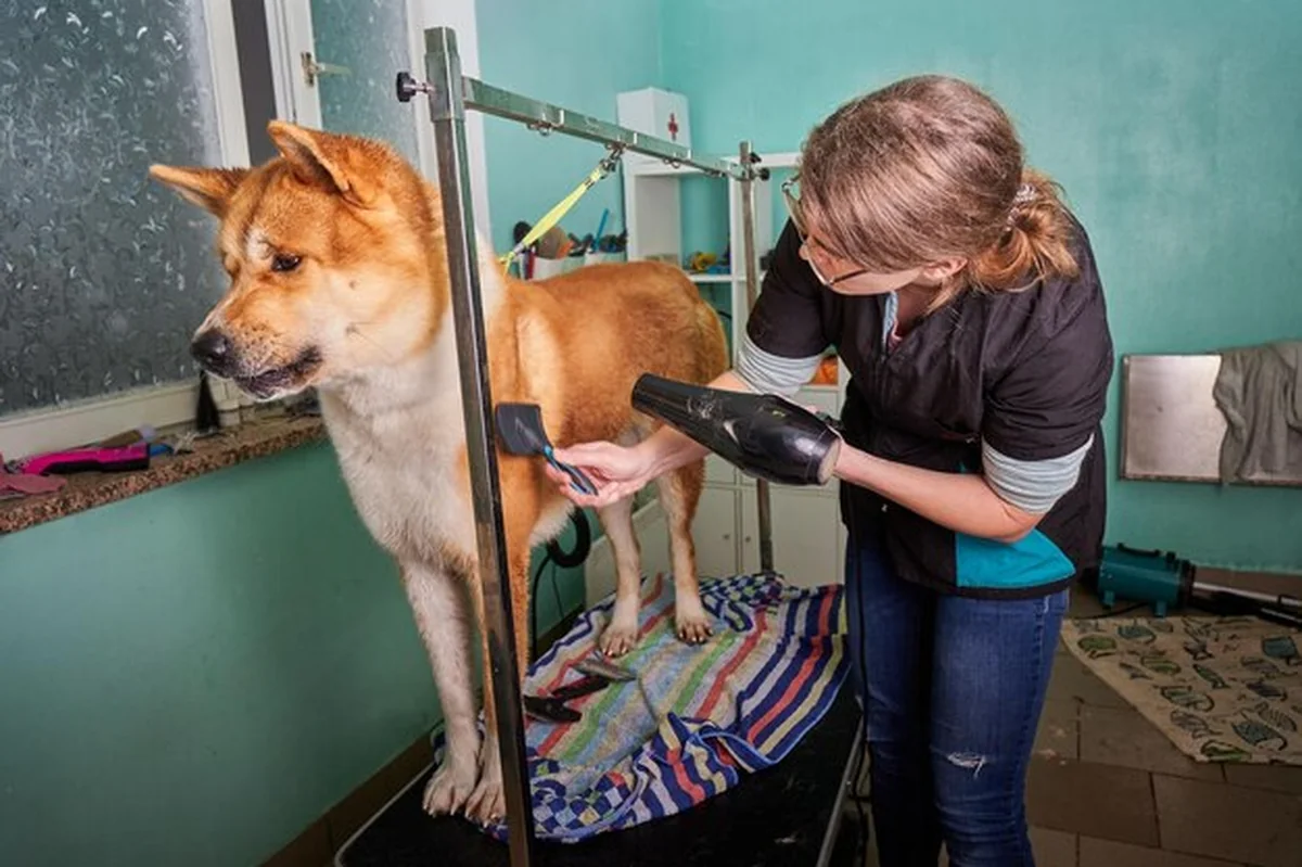 Kobieta susząca i szczotkująca psa w salonie dla zwierząt