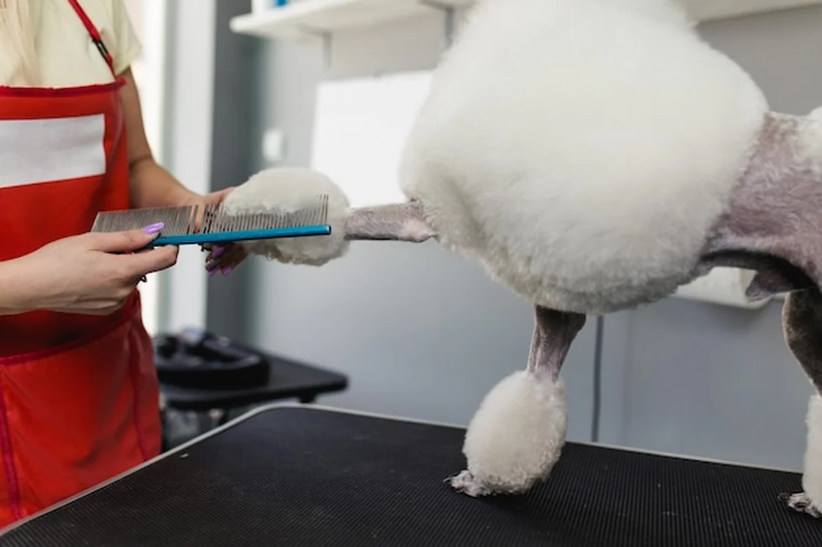 Kobieta groomer szczotkuje białego miniaturowego pudla w salonie pielęgnacji