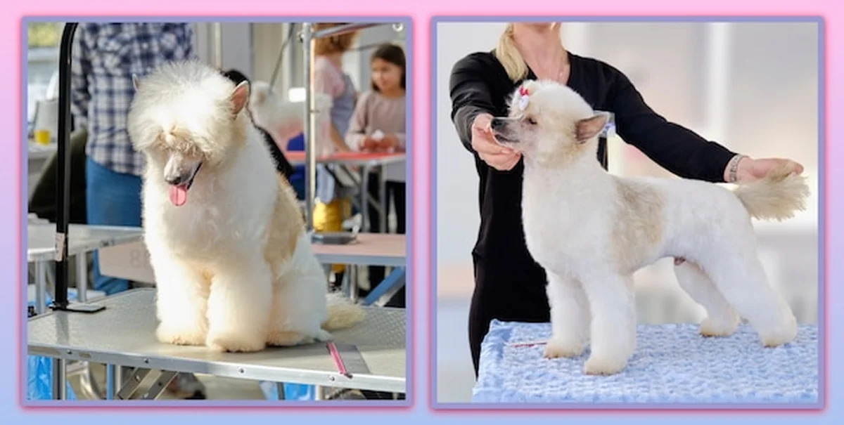 Kolaż Grzywacz chiński przed i po pielęgnacji w salonie