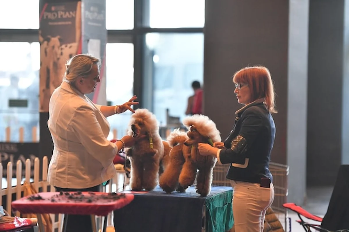 Coroczna międzynarodowa wystawa psów w Genui, Włochy