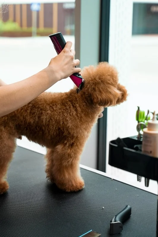 Pielęgniarka przycina włosy słodkiego, puszystego maltańczyka