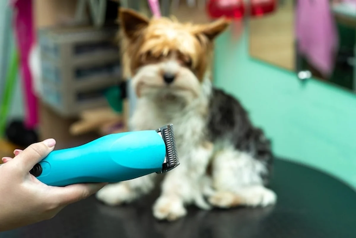 Maszynka do strzyżenia yorkshire terrier w salonie fryzjerskim