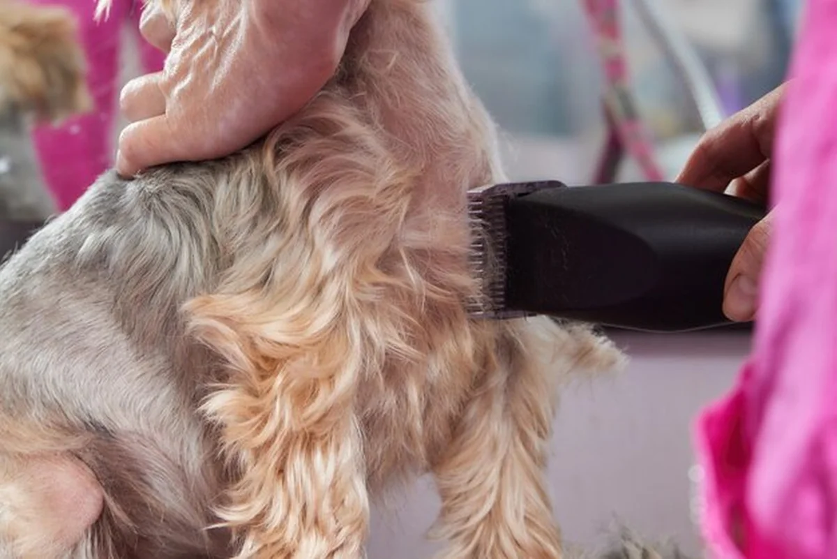 Yorkshire Terrier na stole pielęgnacyjnym z fryzurą