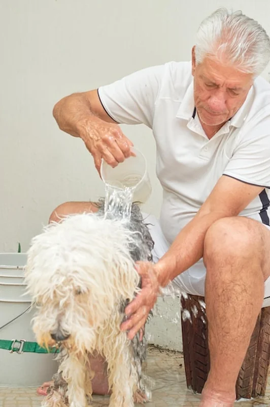Starszy mężczyzna myje swojego bobtailowego psa na podwórku