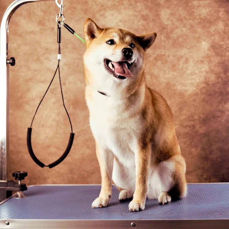 Salon fryzjerski dla psów – jak wybrać najlepszego groomera?