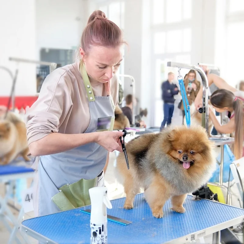 Salon psiej urody – jak zarezerwować wizytę online?