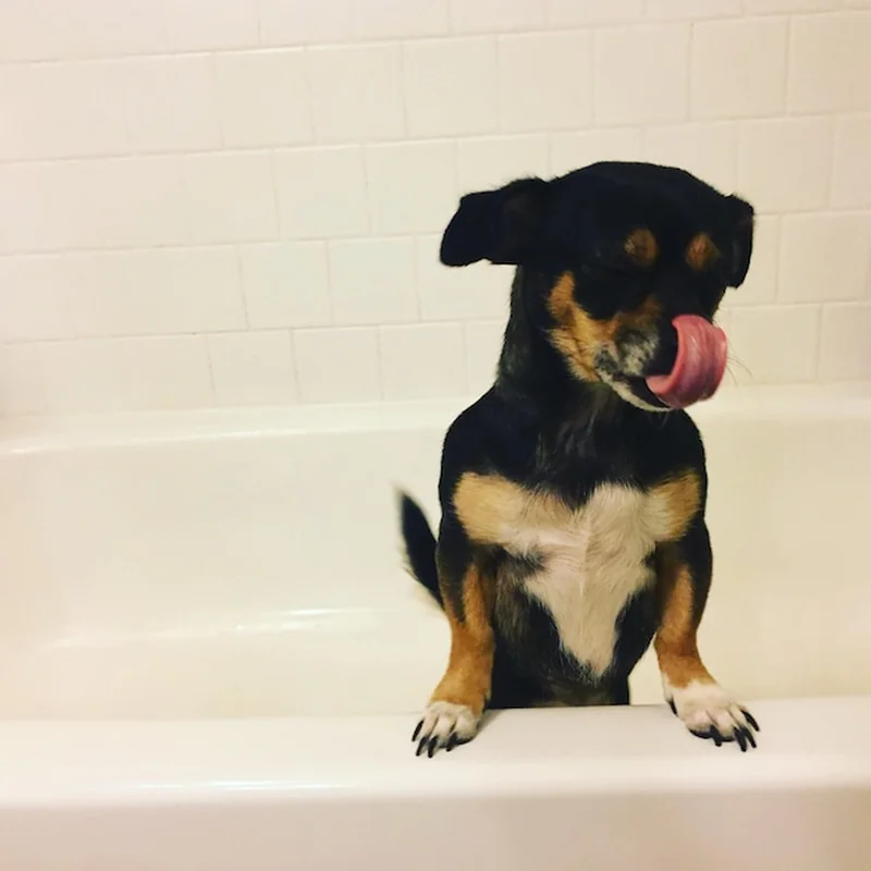 Czarny pies siedzący w samoobsługowej myjni dla psów