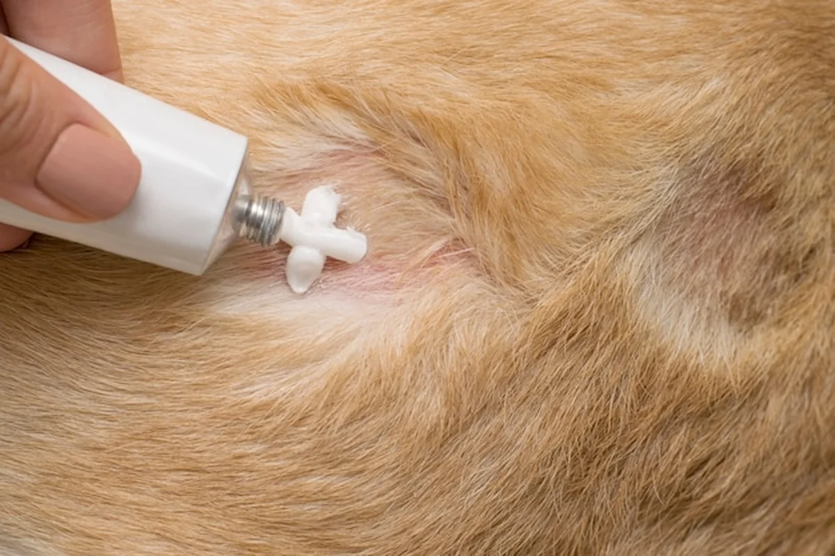 Leczenie rany kremem na skórze psa