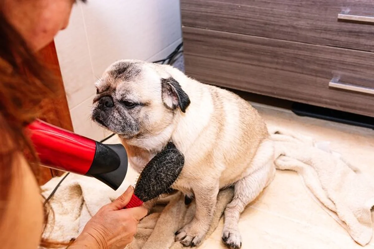 Mops w wannie przygotowujący się do kąpieli