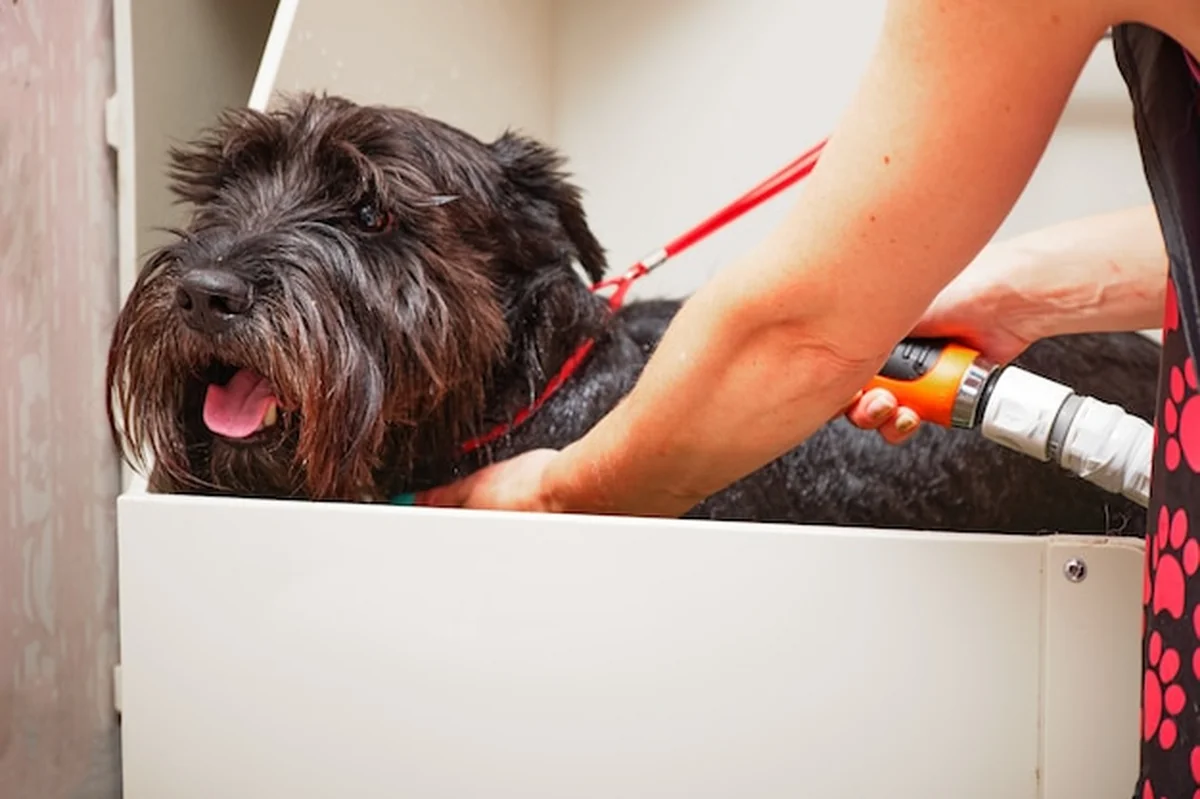 Specjalista myje sznaucera mittel w łazience