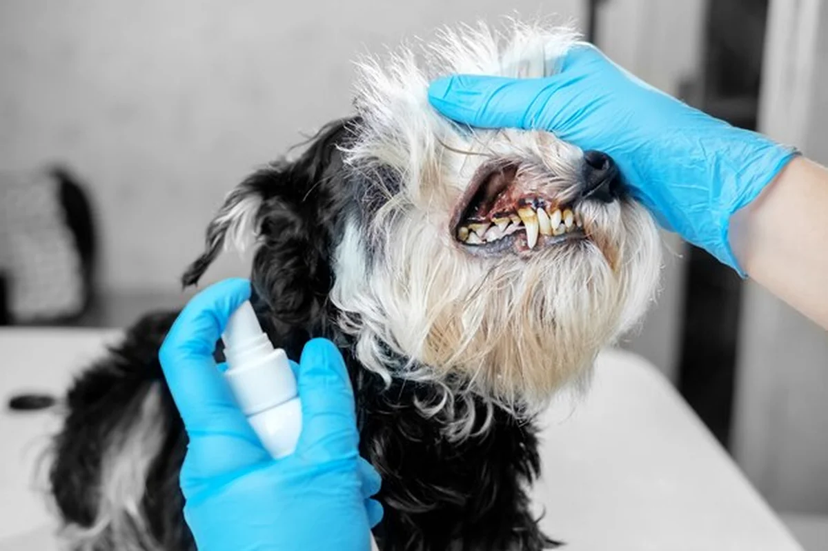 Kamień nazębny na zębach psa rasy małej