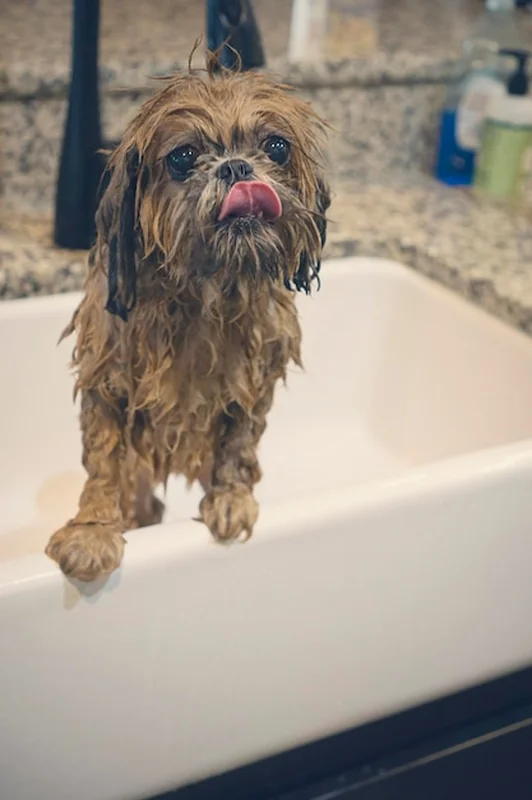 Pies wystawiający język w wannie