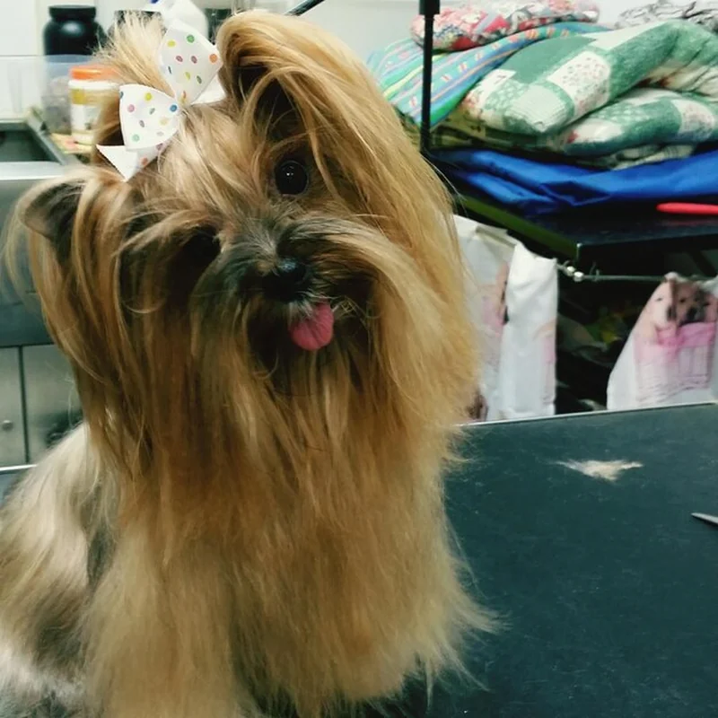 Strzyżenie psa cena – sprawdź cennik usług groomerskich