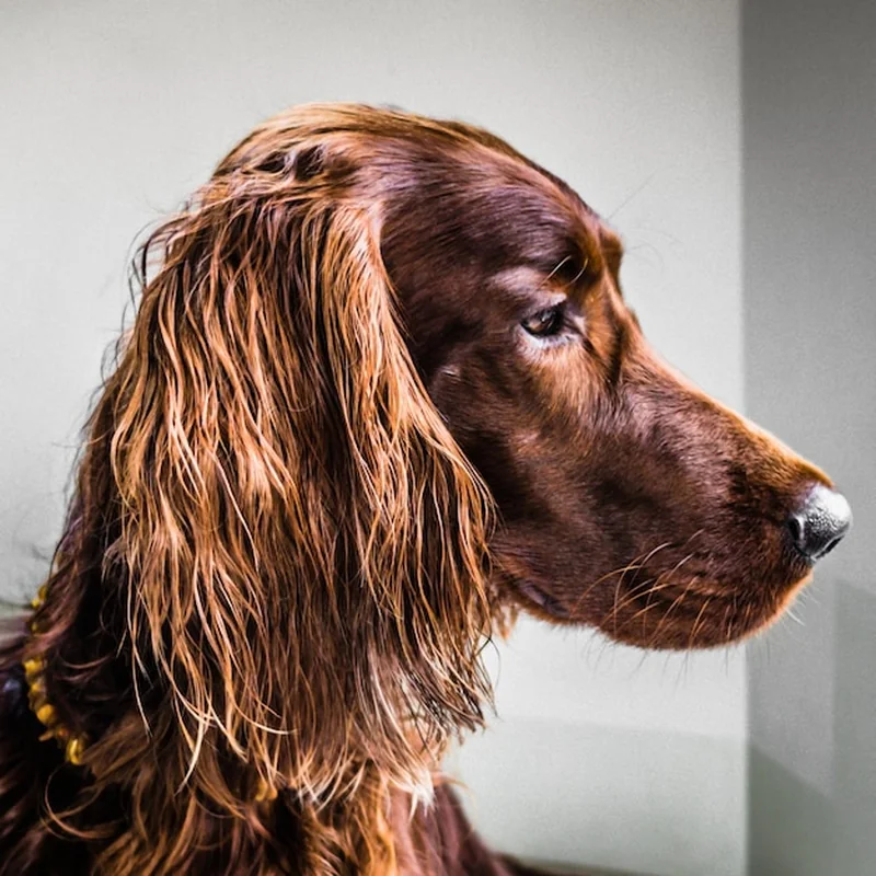 Zbliżenie psa w salonie groomerskim