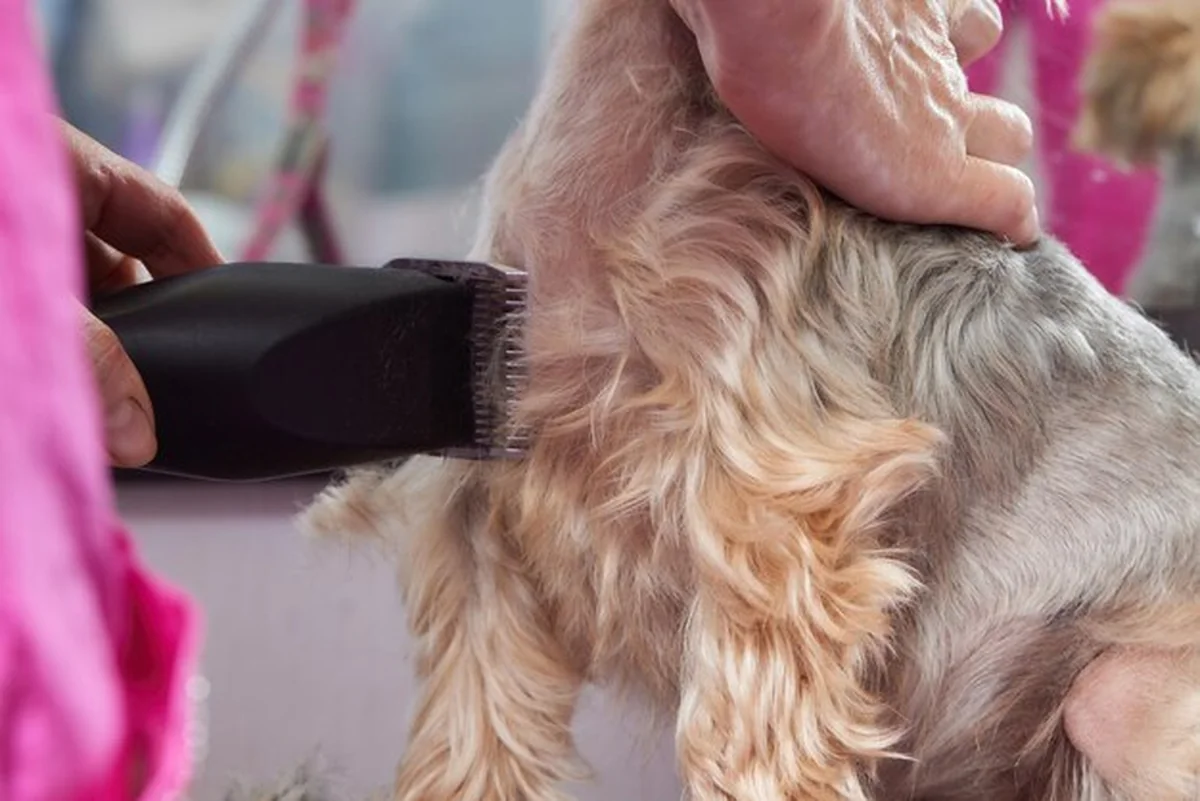 Yorkshire Terrier leży na stole pielęgnacyjnym