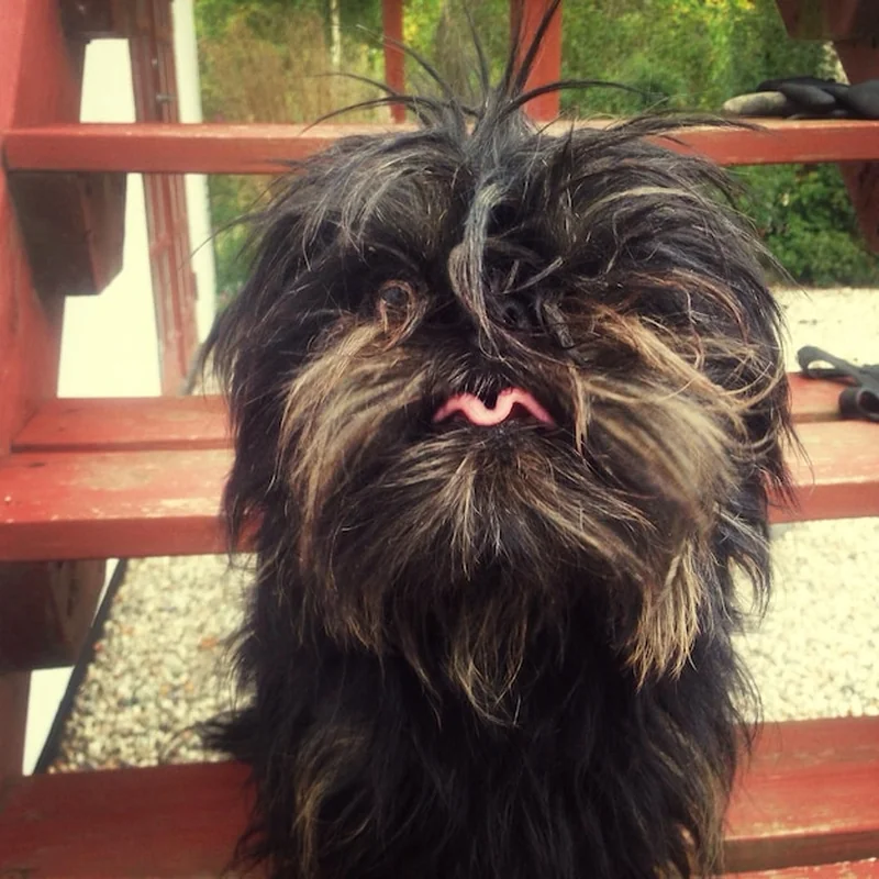 Trymowanie psa cena – sprawdź cennik usług w salonie