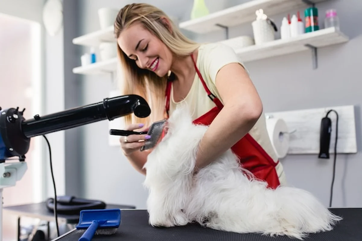 Kobieta groomer szczotkuje psa maltańskiego w salonie pielęgnacji