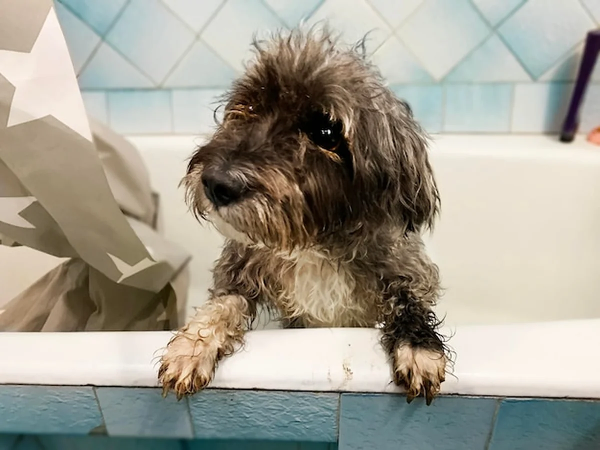 Pies oddalający się