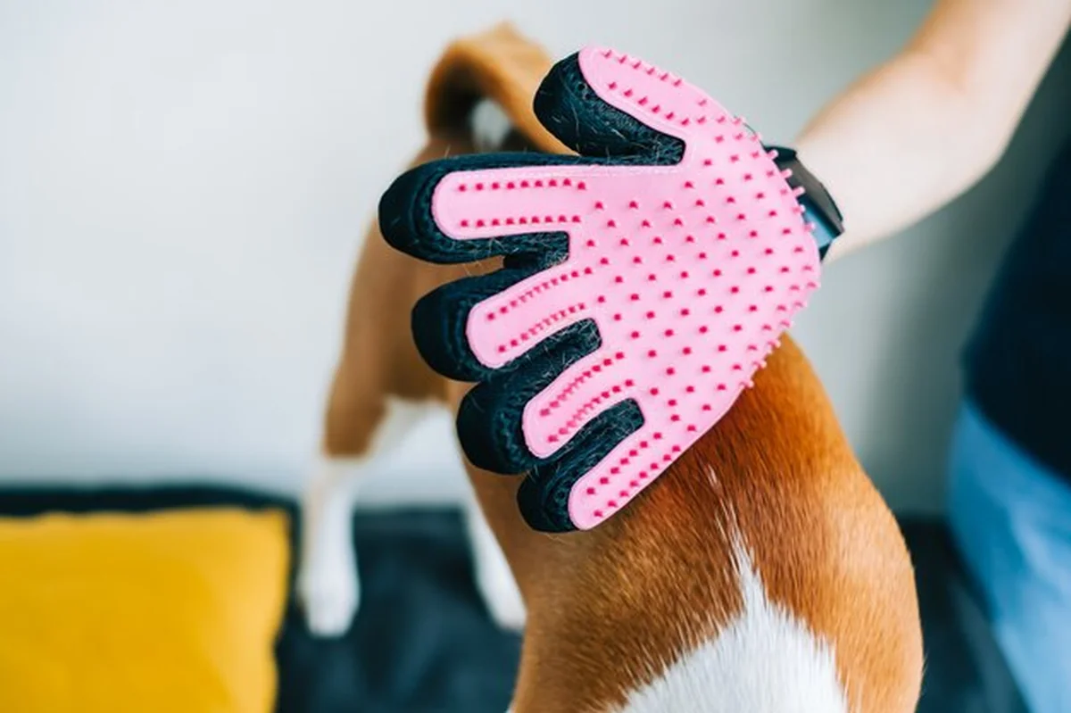 Kobieta czesząca sierść psa w gumowej rękawiczce podczas linienia