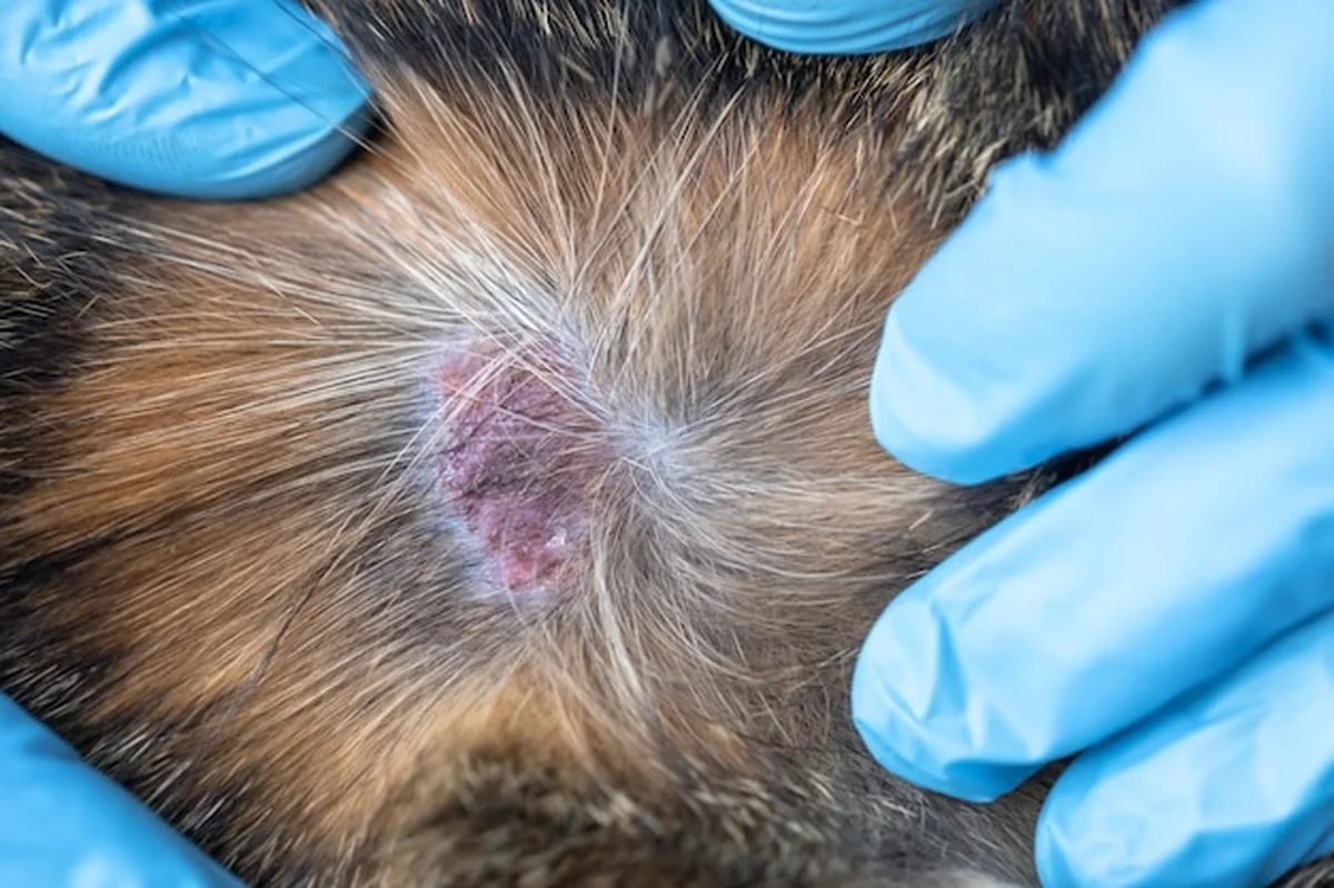 Weterynarz w rękawiczkach przy kocie z lichenem pod płaszczem