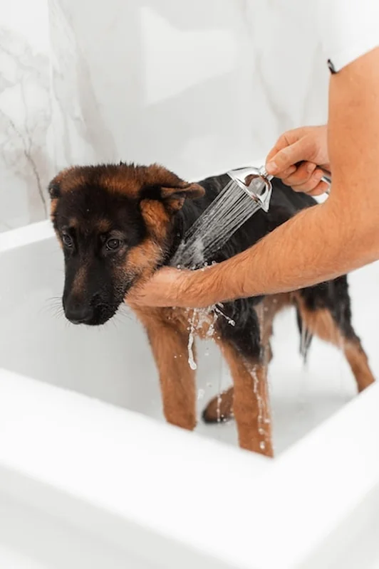 3-miesięczny szczeniak owczarka niemieckiego podczas kąpieli