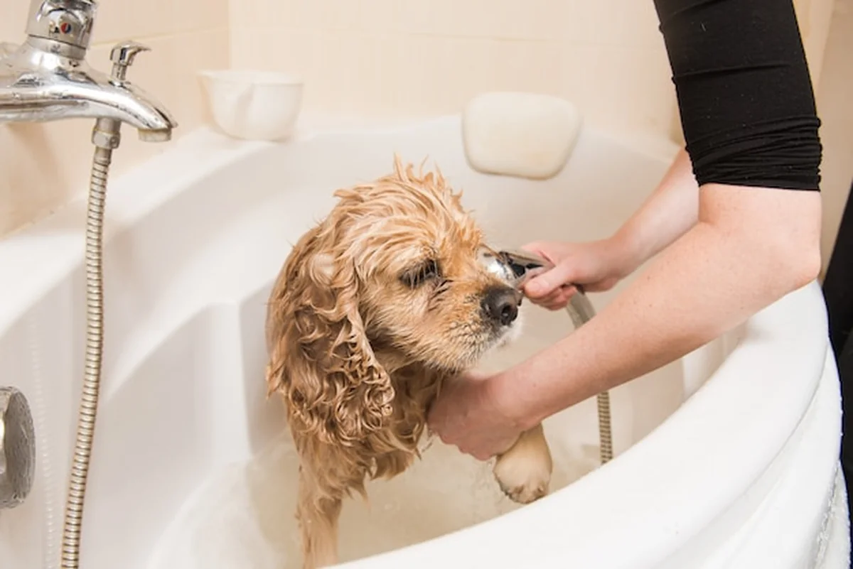 Groomer myje psa pianką i wodą