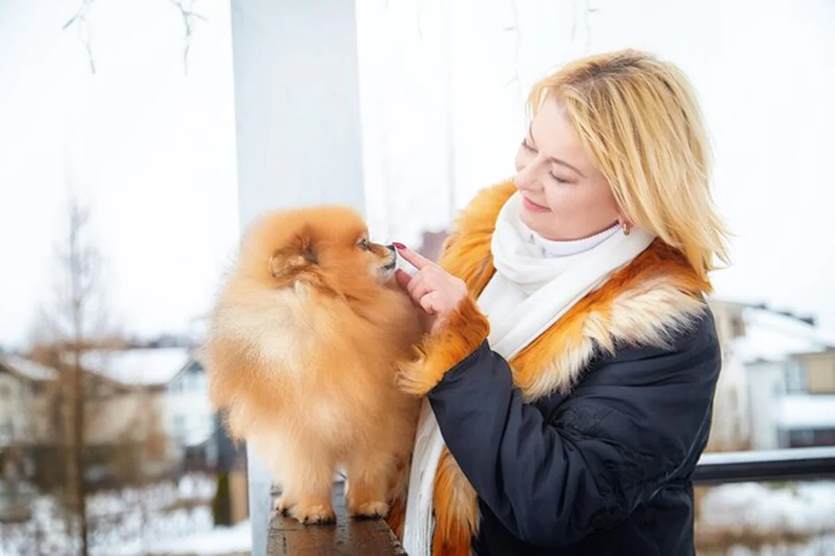 Pomerański spaceruje z kobietą w zimowym krajobrazie