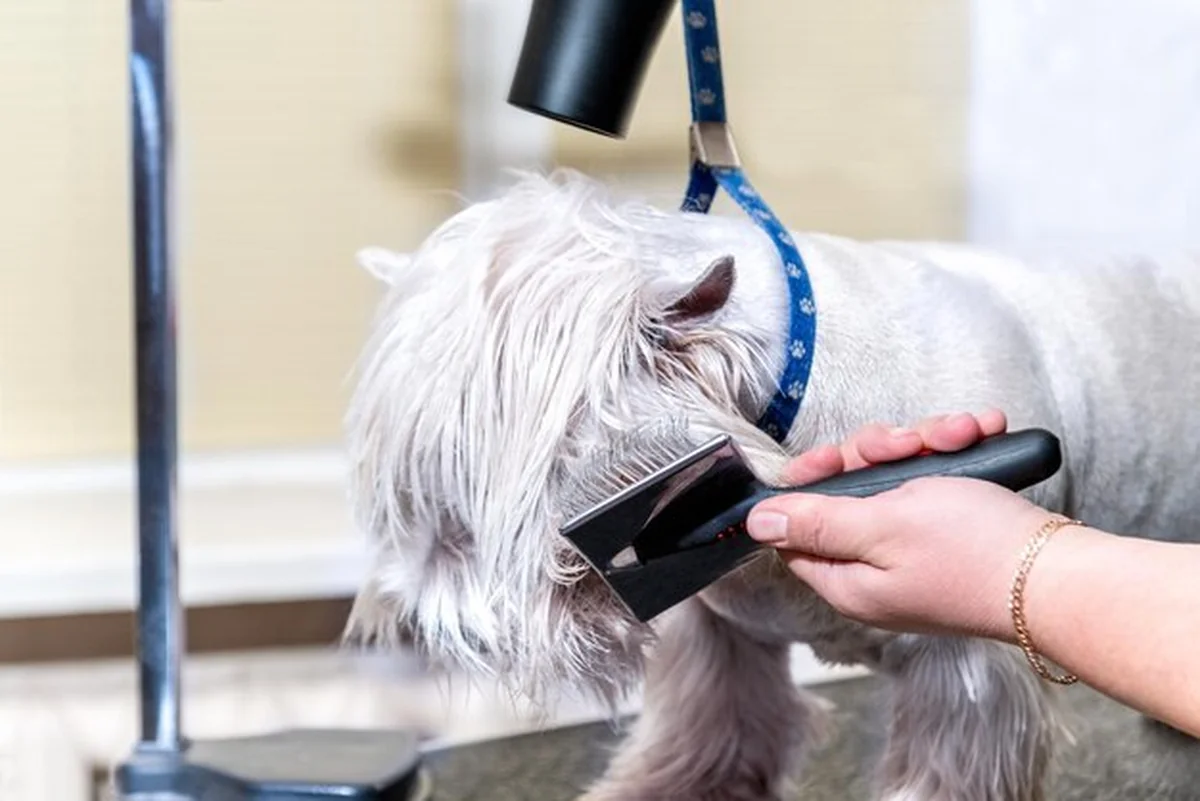 Pies rasy West Highland White Terrier suszony suszarką w salonie kosmetycznym