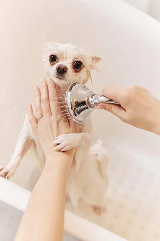 Kobieta kąpiąca małego psa z bliska