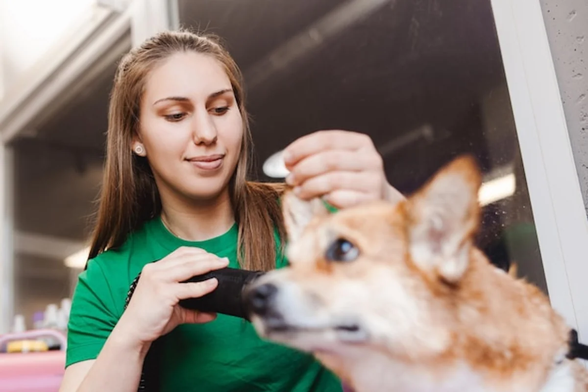 Profesjonalna pielęgniarka suszy walijskiego corgi suszarką w salonie pielęgnacyjnym