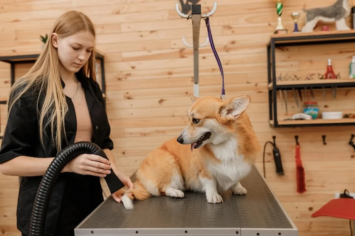 Pies rasy Welsh Corgi Pembroke w suszarce w salonie kosmetycznym