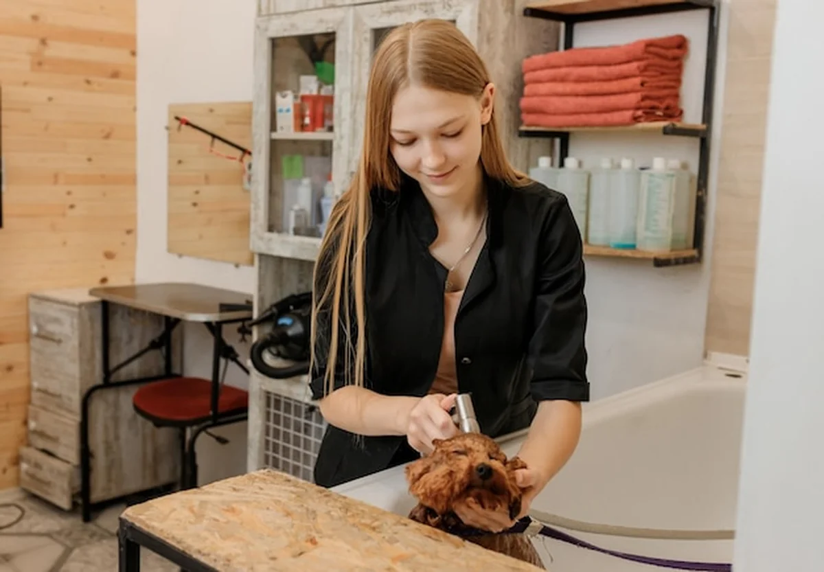 Groomer myje pudla w kąpieli przed pielęgnacją