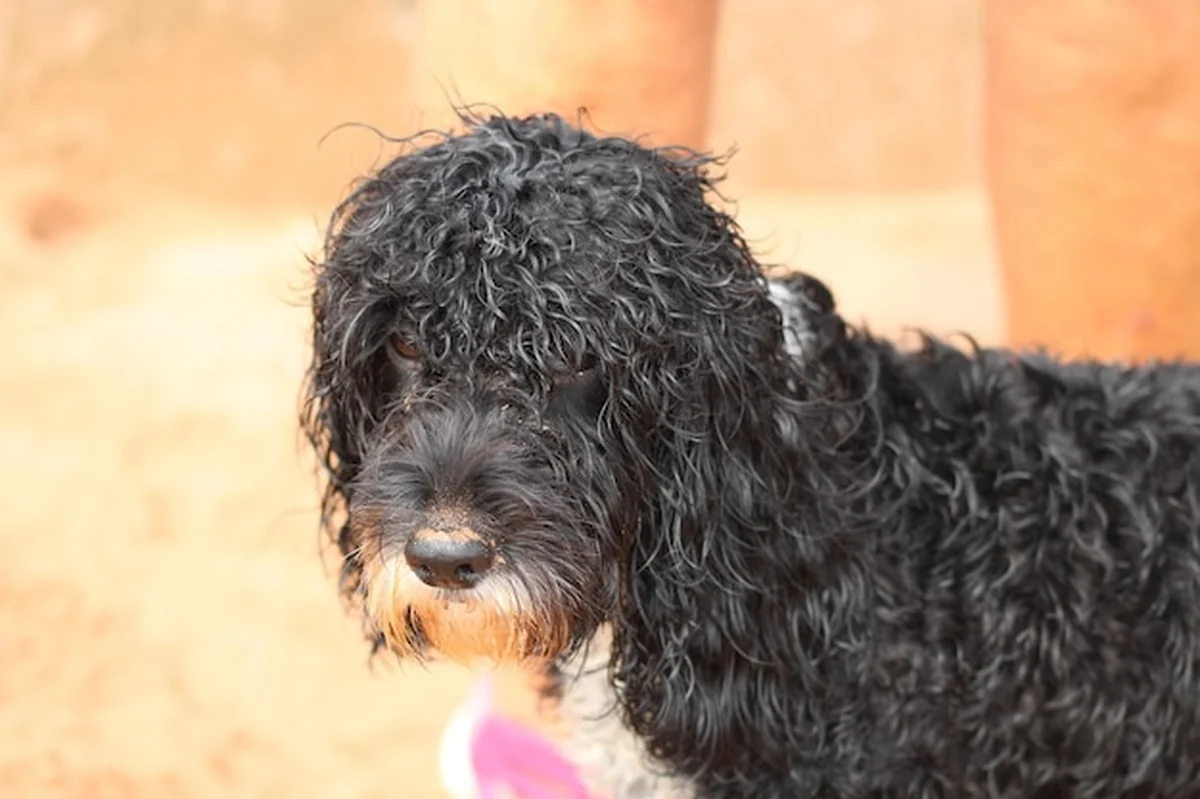 Portret foksteriera szorstkowłosego z bliska