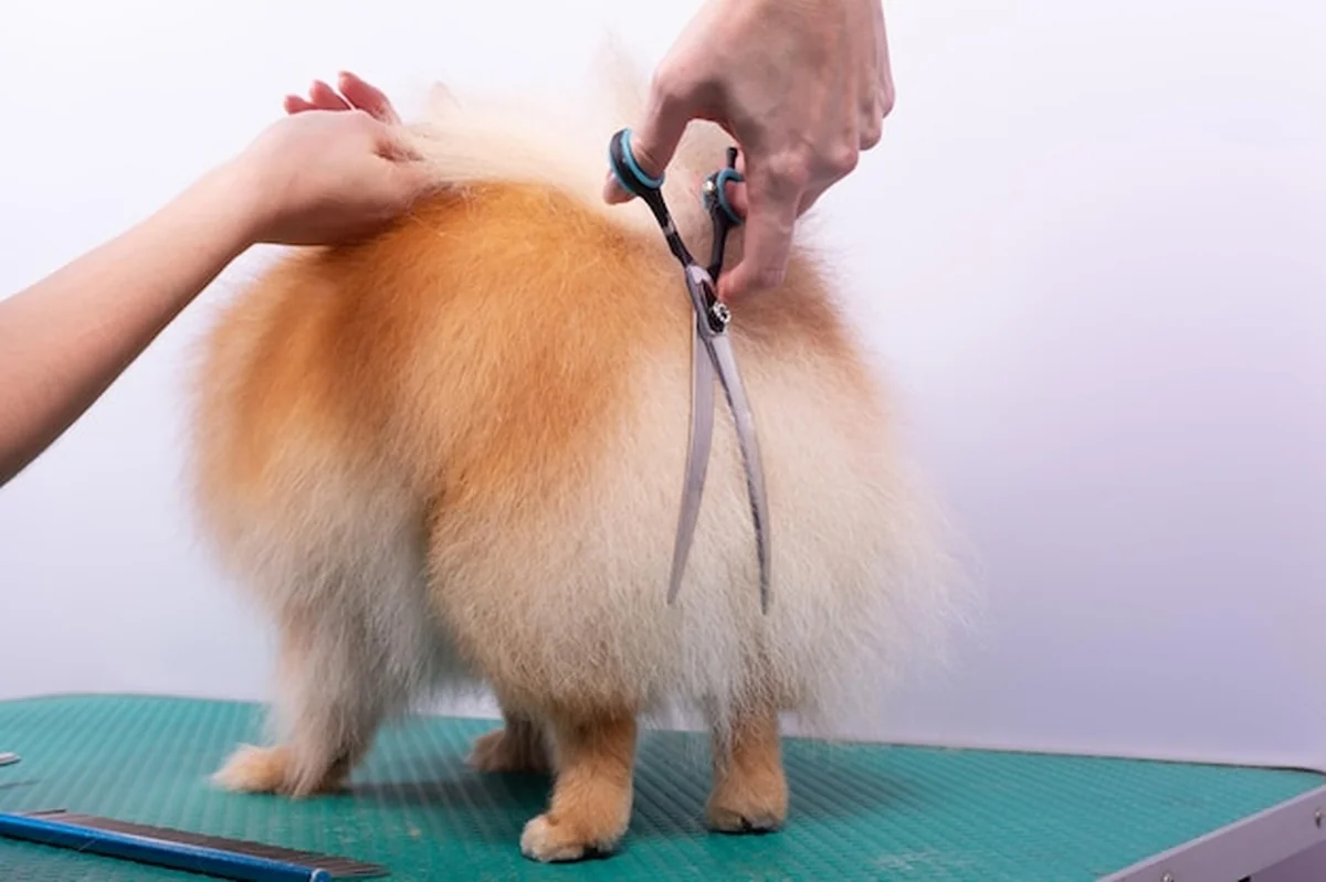 Profesjonalny groomer czesze pomeraniana w salonie kosmetycznym