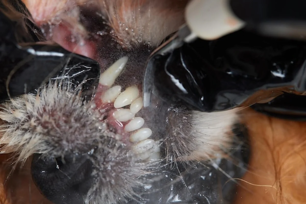 Pies pod znieczuleniem podczas czyszczenia zębów skalera ultradźwiękowego