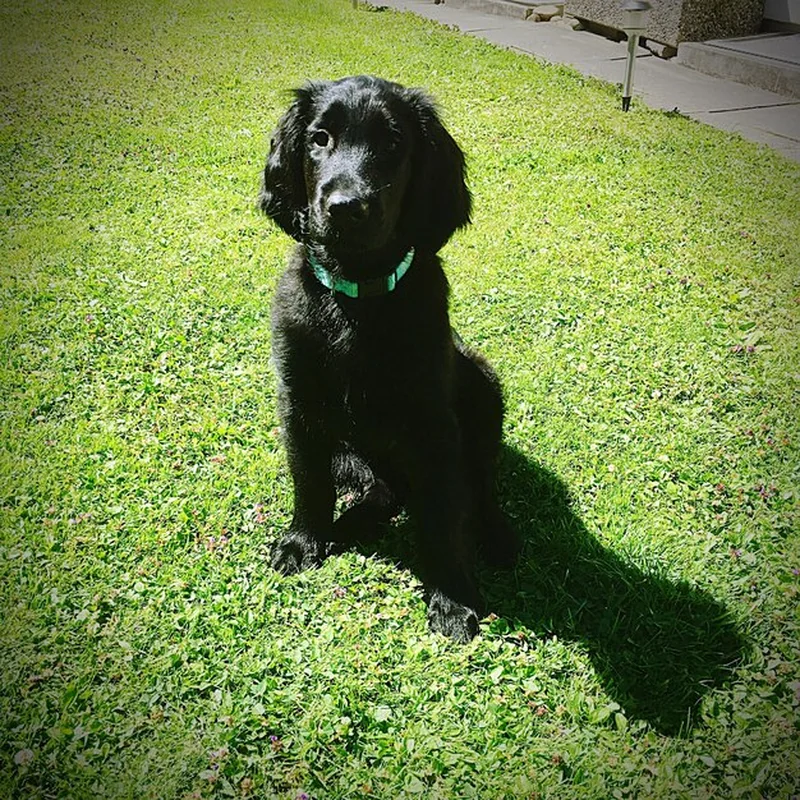 Jak przewidzieć wielkość psa? Sprawdź nasz kalkulator!