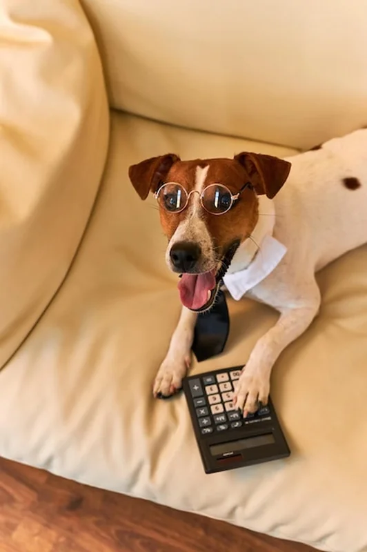 Pies rasy Jack Russel terrier z kalkulatorem