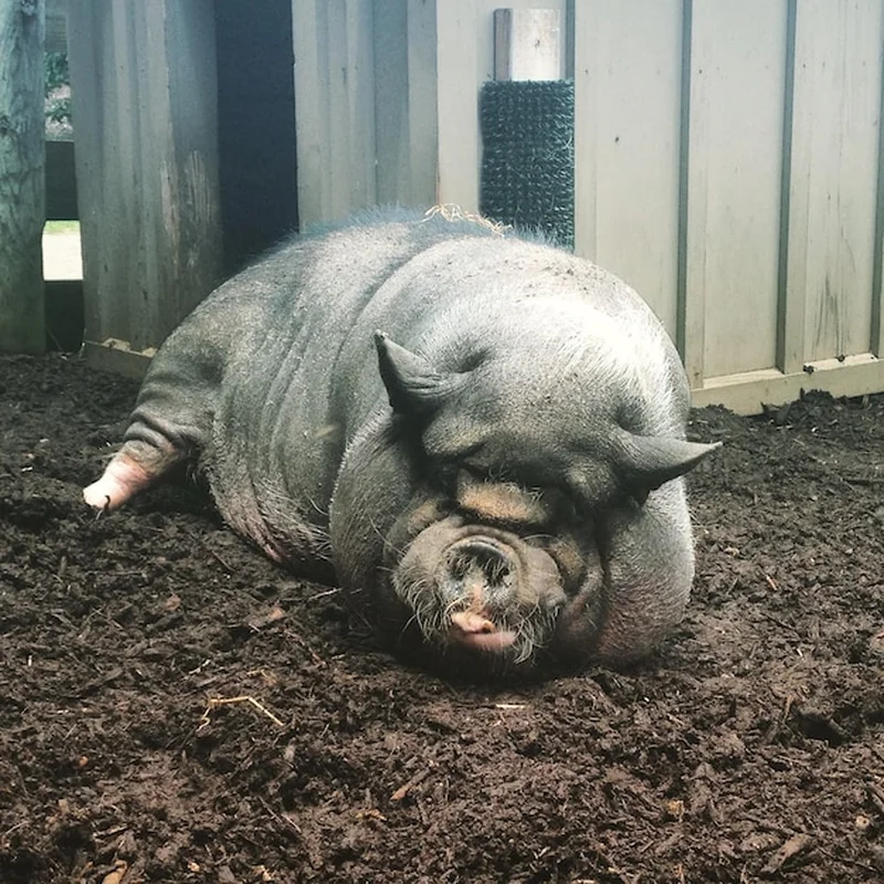 Świnia z brzuchem roślinnym w szopie
