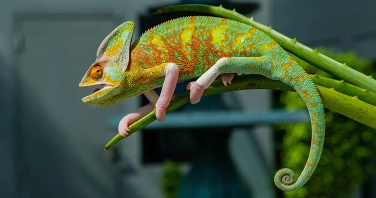 Kameleon jaszczurki z rozmytym tłem